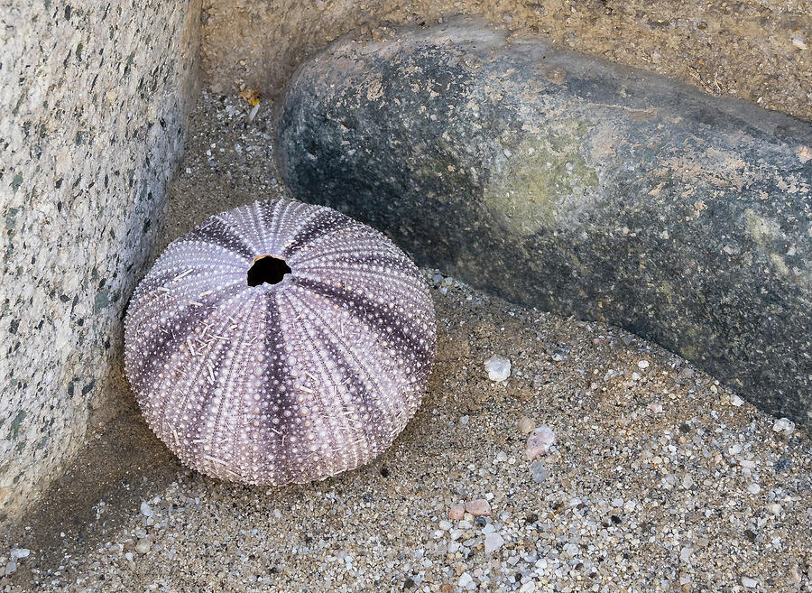 Sea Urchin Corner Photograph by Jean Noren
