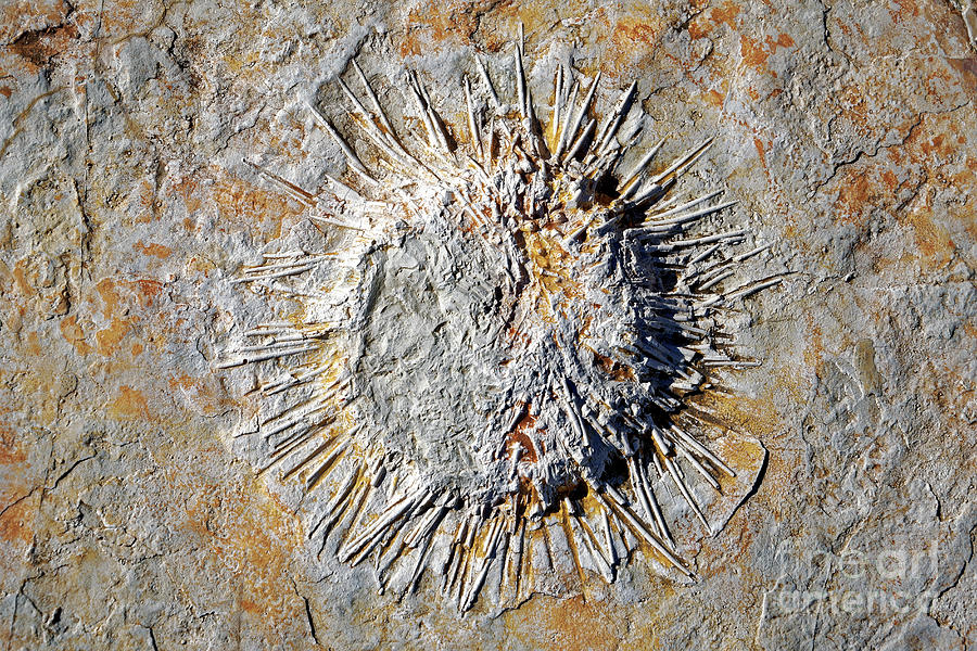 Sea Urchin Fossil In Jurassic Seabed Photograph by Heiti Paves/science  Photo Library - Pixels