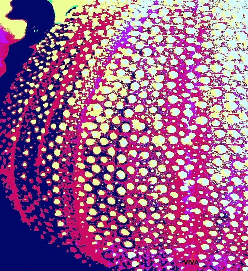 Sea Urchin macro Photograph by VIVA Anderson