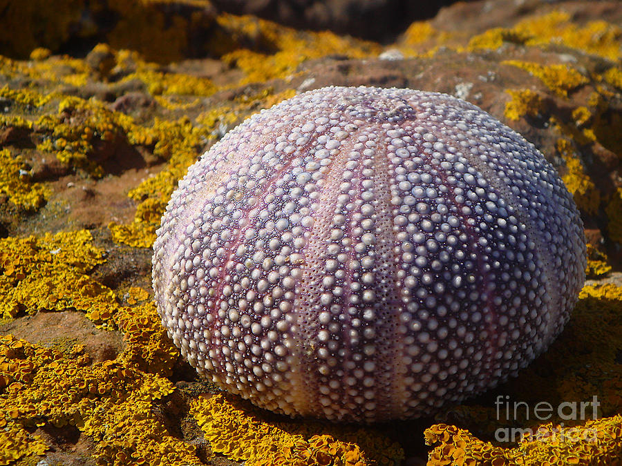 Sea Urchin Shell Photograph by Yvonne Johnstone