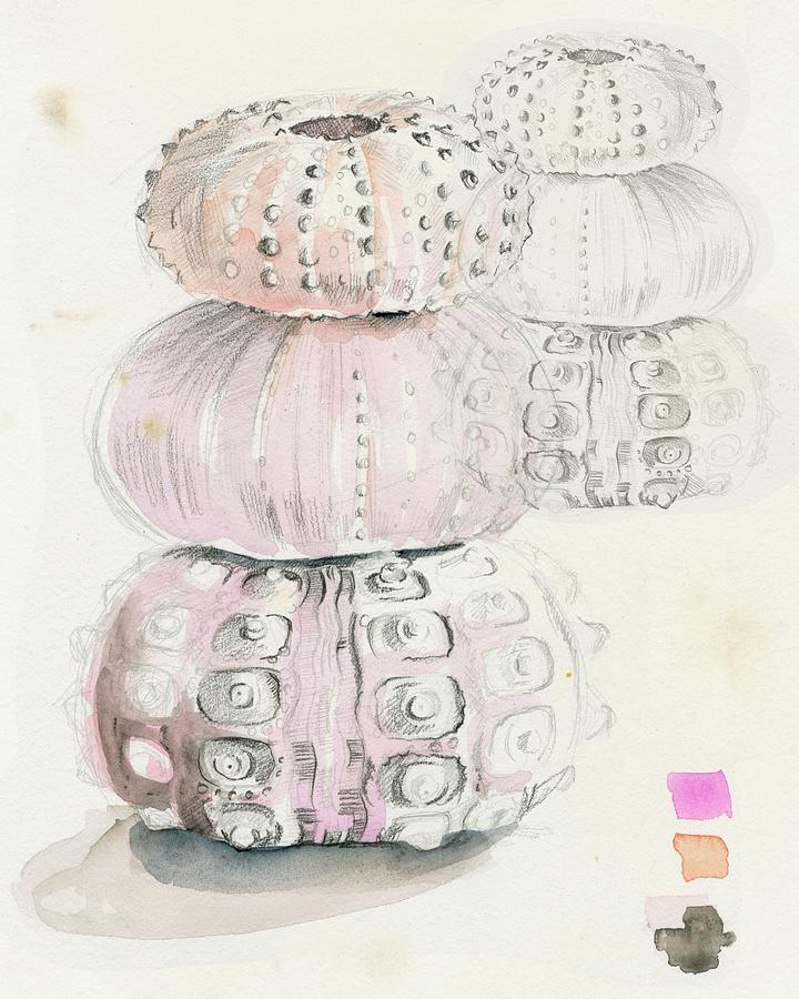 Sea Urchin Sketches II Painting by Jennifer Paxton Parker