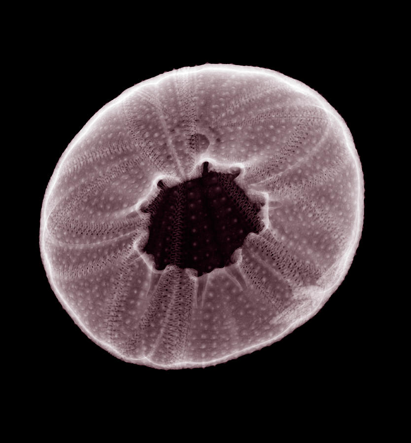 Sea Urchin Temnopleurus Species Photograph by Nick Veasey Sea Urchin Temnopleurus Species Photograph by Nick Veasey