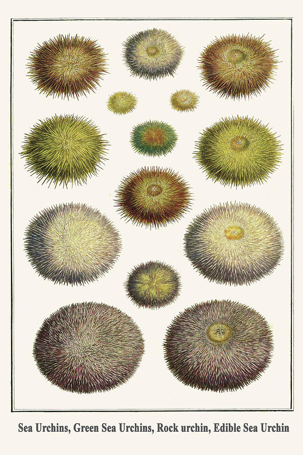 Sea Urchins, Green Sea Urchins, Rock urchin, Edible Sea Urchin Painting by Albertus Seba