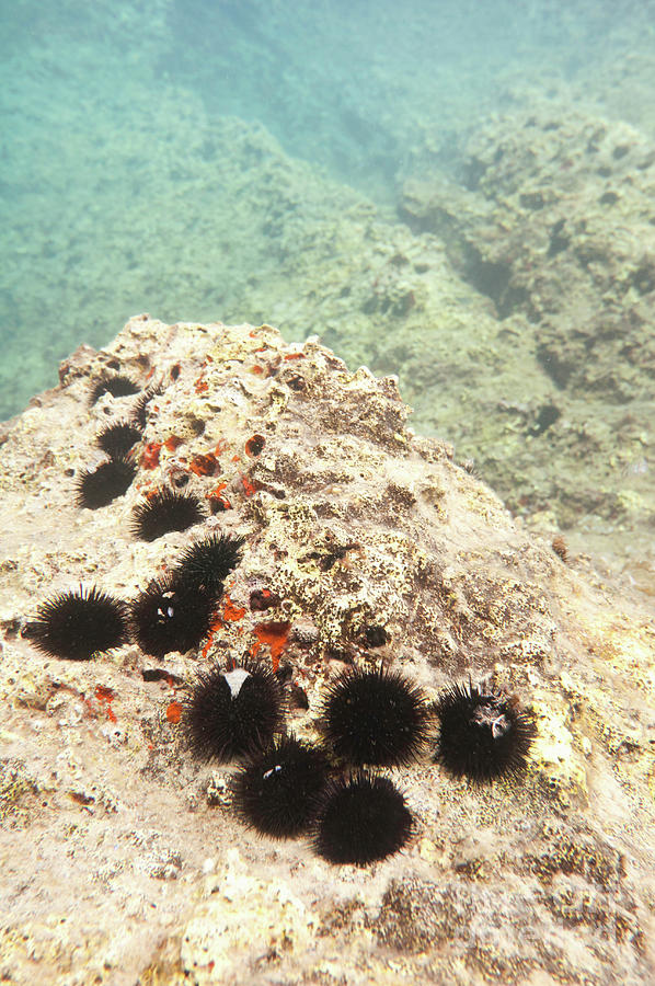 Sea Urchins by Microgen Images/science Photo Library