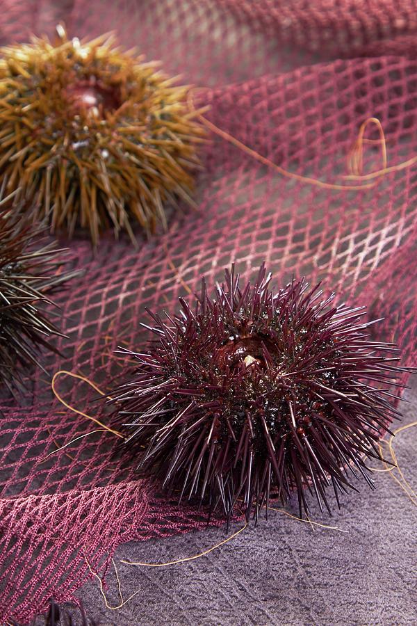 Sea Urchins On A Net Photograph by Miriam Rapado