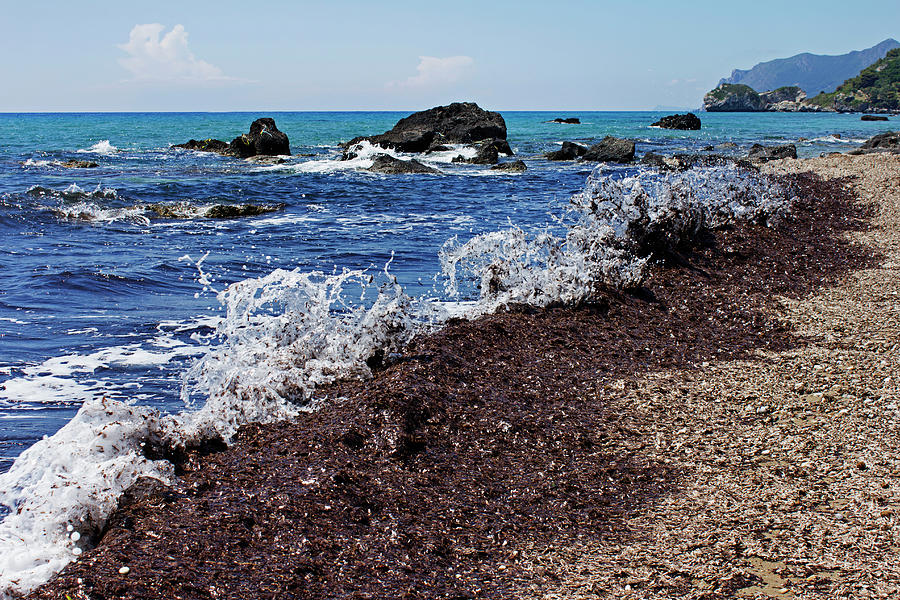 Sea Weed Covering Sandy Beach Photograph by David Gould