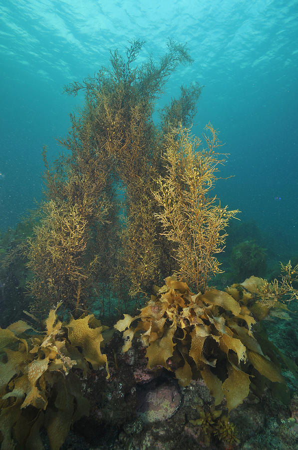 sea weeds