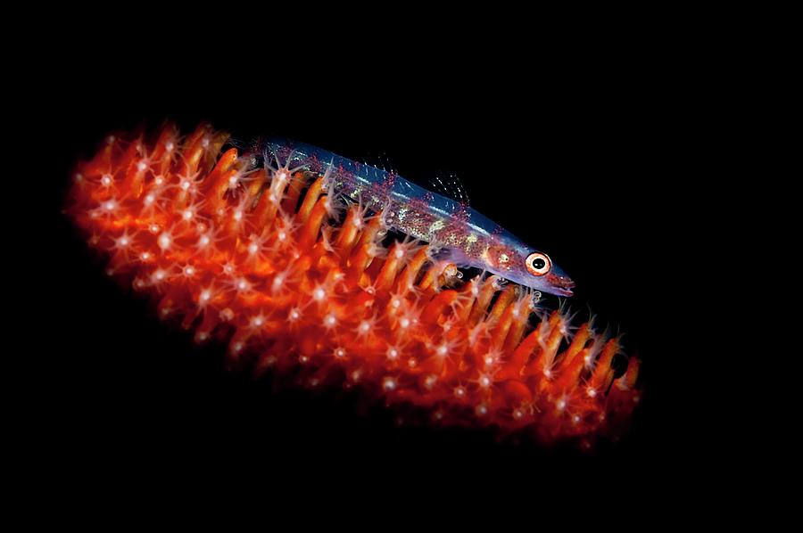 Sea Whip Goby, Indonesia Digital Art by Giordano Cipriani