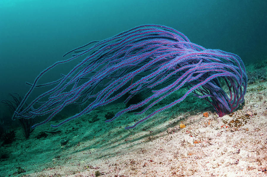 Animal Photograph - Sea Whip On A Reef by Georgette Douwma/science Photo Library