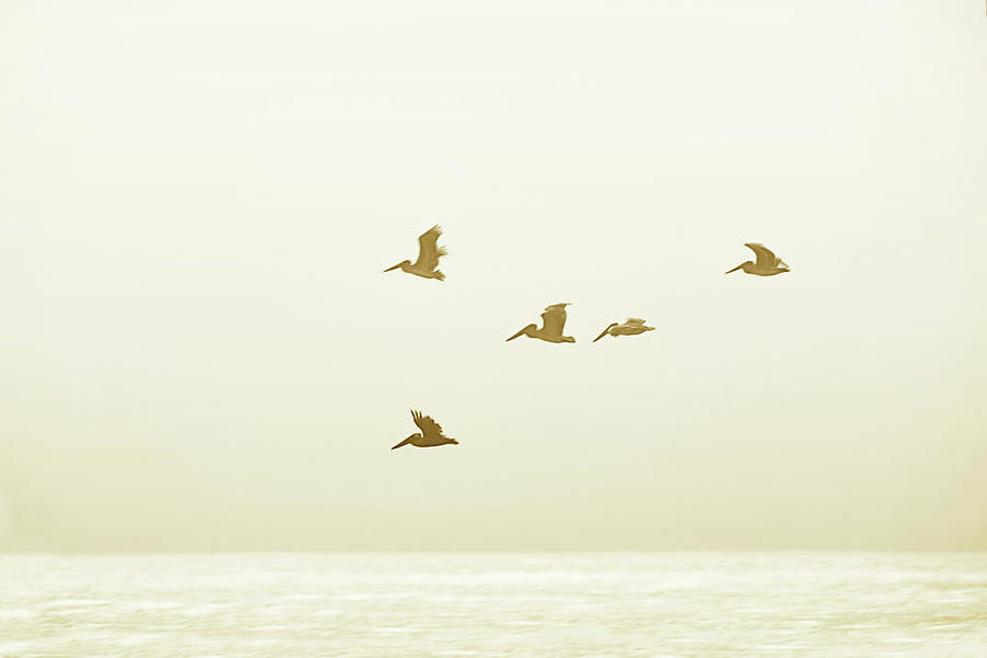 Seabirds - 2 Photograph by Alan Hausenflock
