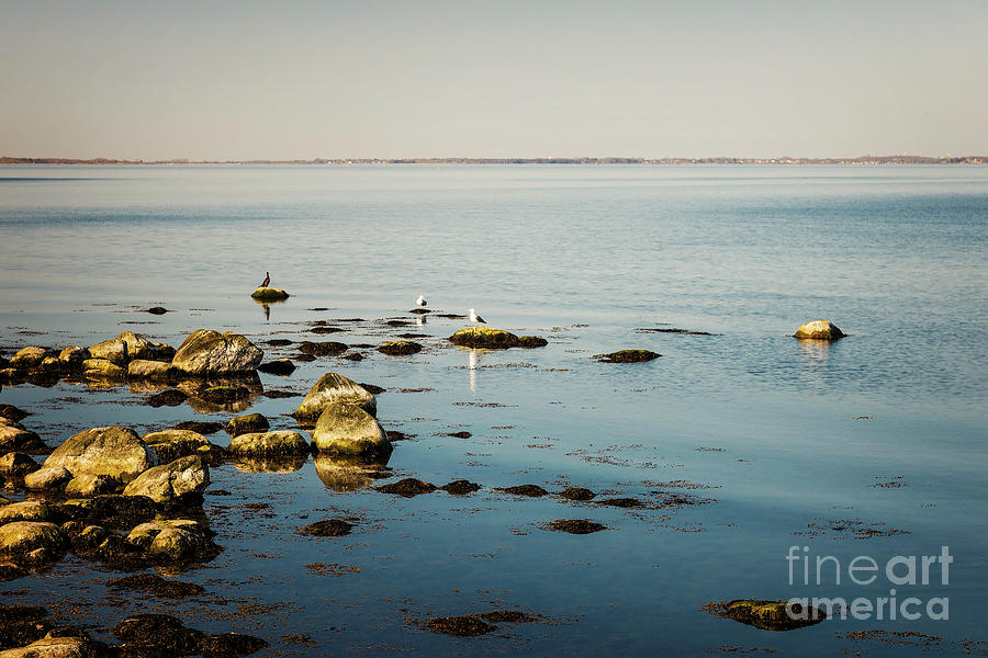Seabirds by the coast Photograph by Sophie McAulay