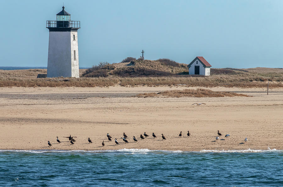 Seabirds By The Provincetown Lighthouse #2 Photograph by Dimitris Sivyllis