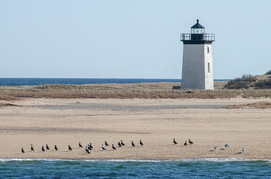 Seabirds by the Provincetown Lighthouse Photograph by Dimitris Sivyllis