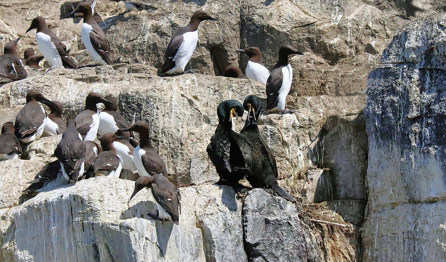 Seabirds On The Rocks Photograph