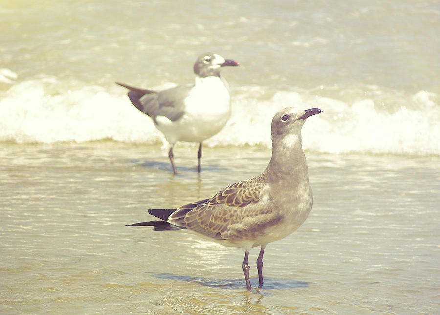 Seabirds View Photograph by JAMART Photography