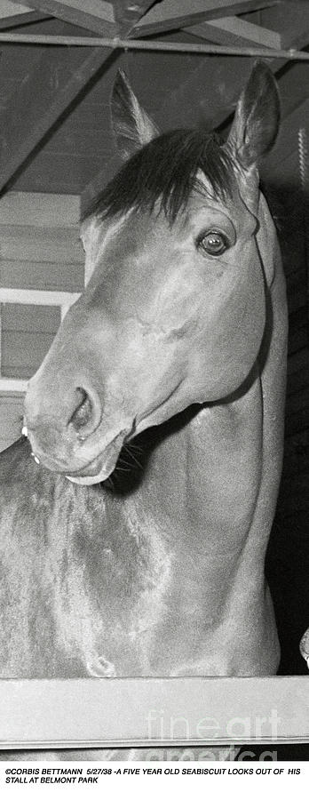 Seabiscuit Inside Stall Photograph by Bettmann