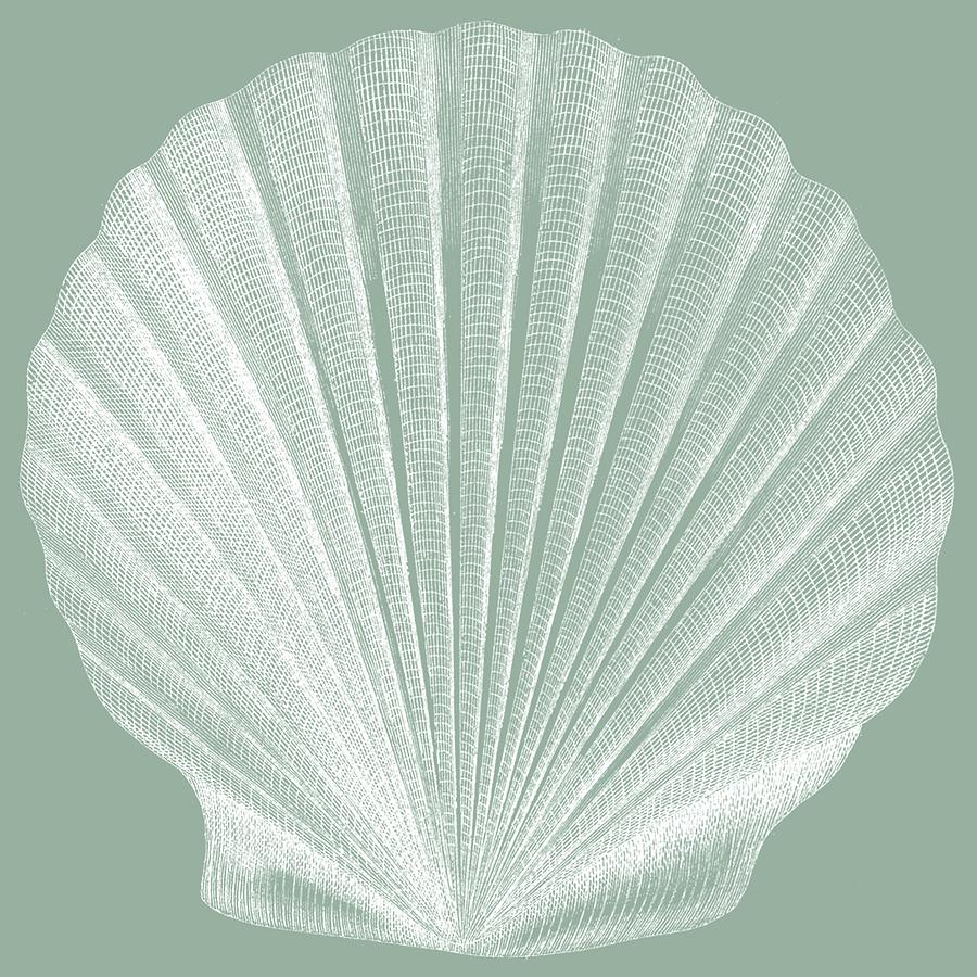 Shell Painting - Seabreeze Shells II (p) by Vision Studio