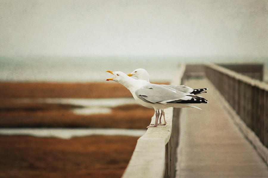 Seagull Photograph - Seagul by Lucy Loomis, Photographer