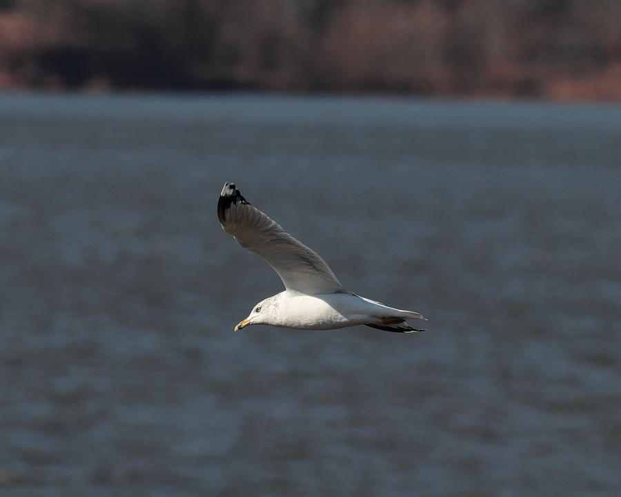 Seagull 4146 Photograph by John Moyer