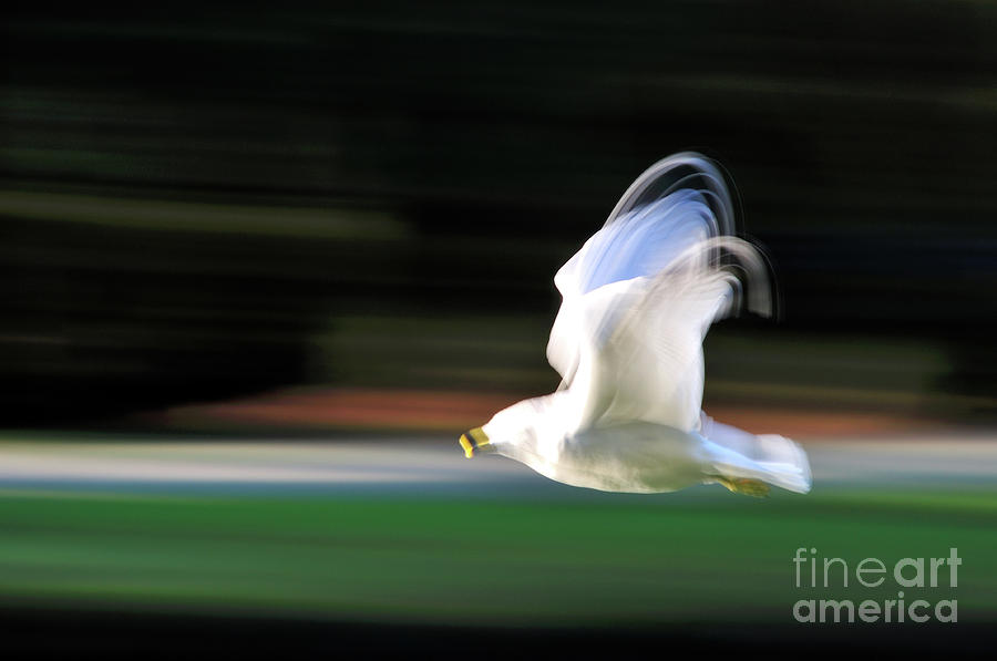 Abstract Photograph - Seagull Abstract 2 by Terry Elniski