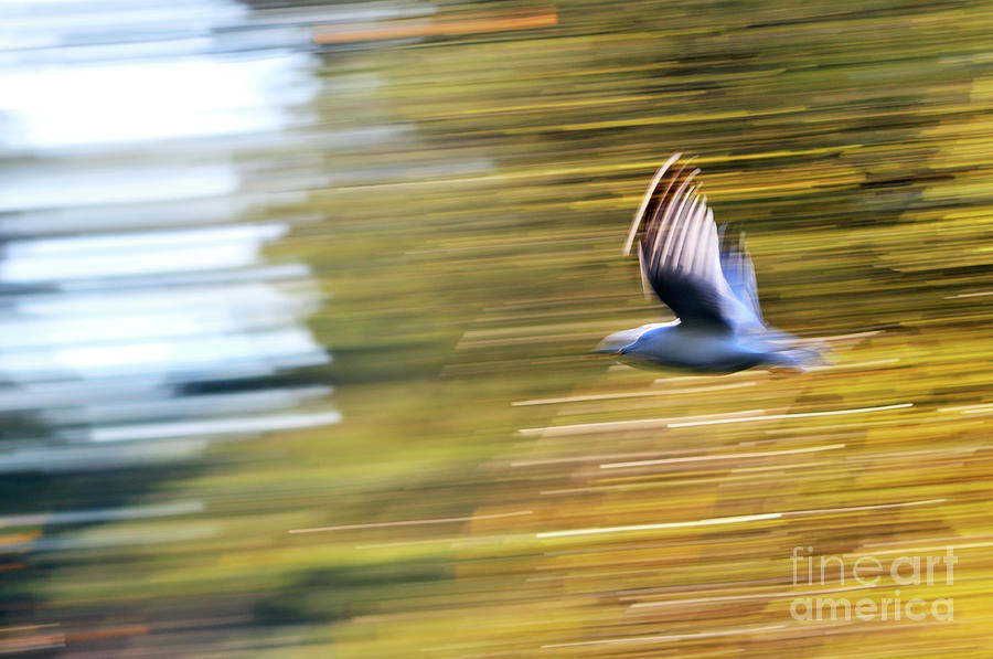 Abstract Photograph - Seagull Abstract 3 by Terry Elniski
