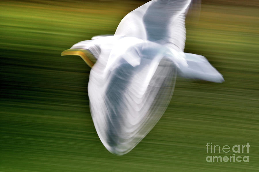 Abstract Photograph - Seagull Abstract 4 by Terry Elniski