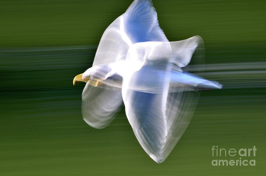Abstract Photograph - Seagull Abstract 5 by Terry Elniski