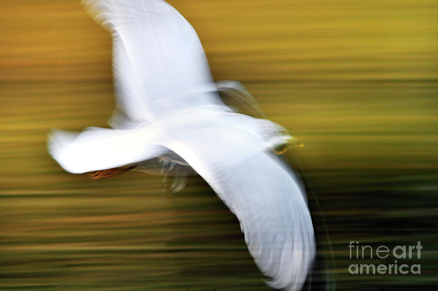 Abstract Photograph - Seagull Abstract 6 by Terry Elniski