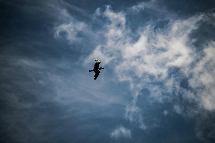 Seagull against dark sky Photograph by Scott Lyons