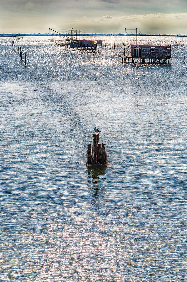 Seagull And Fishing Huts With Netfish Photograph by Vivida Photo PC