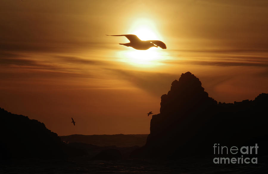 Seagull and ocean sunset Photograph by Jeff Swan