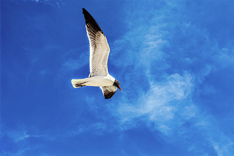 Seagull at Gandy Bridge Beach, Tampa Florida Photograph by Rebecca Carr