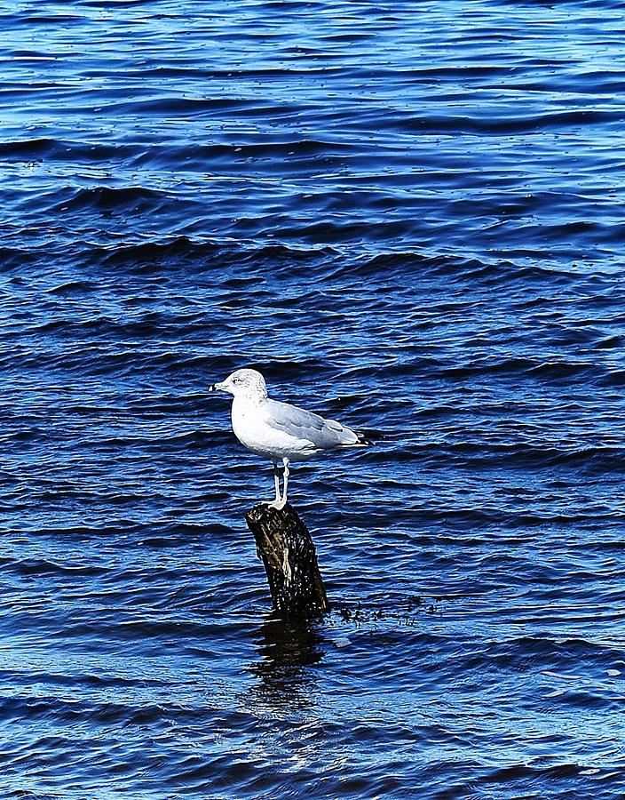 Bird Photograph - Seagull at Sandy Point by Richard Fisher