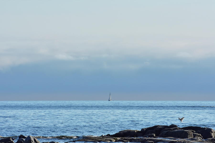 Seagull At The Shore And A Boat Sailing Over The Ocean On A Sunny Day Photograph