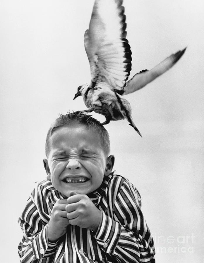 Seagull Attacking Childs Head Photograph by Bettmann