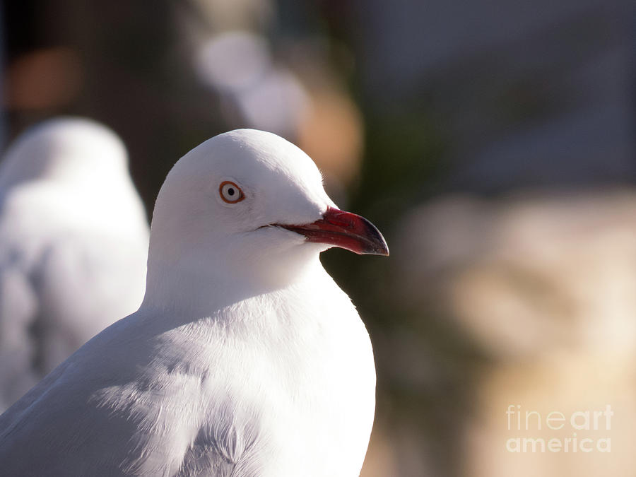 Seagull Bird  Photograph by Christy Garavetto