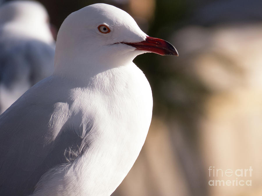 Seagull Bird Close Up 2 Photograph by Christy Garavetto