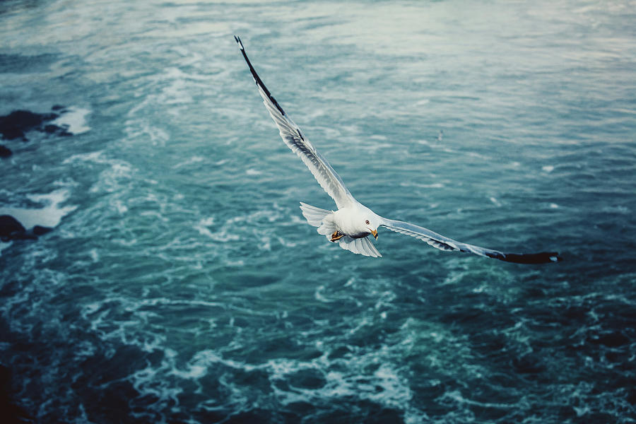 Seagull Bird Flying Over Sea Photograph by D3sign