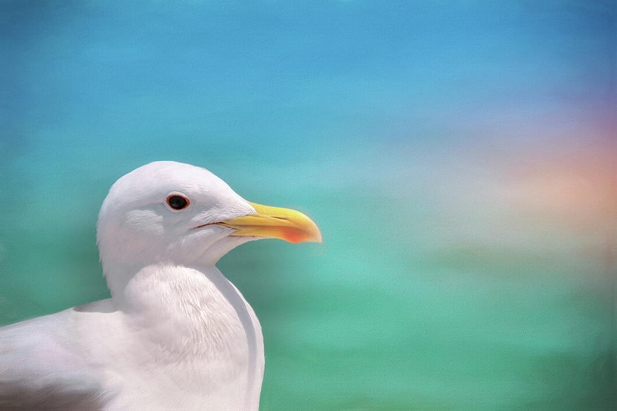 Seagull By The Sea Photograph