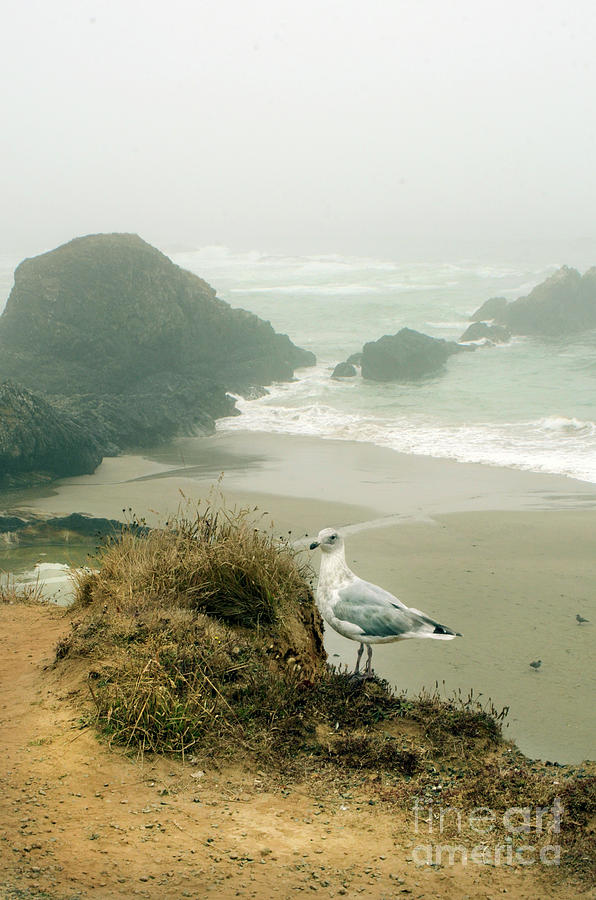 Seagull by the Sea Photograph by Jill Battaglia