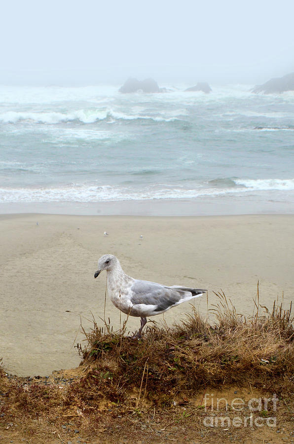 Seagull by the Seashore Photograph by Jill Battaglia