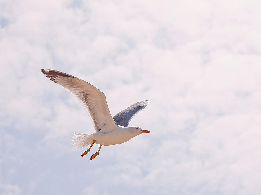 Seagull Photograph by Carol Yepes