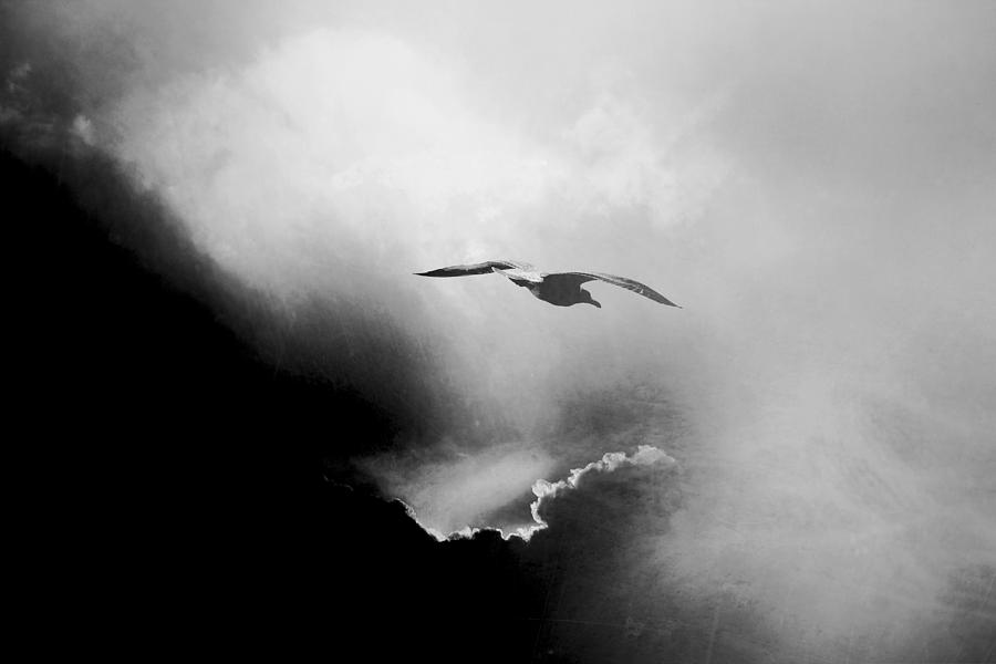 Seagull Photograph - Seagull by Daniela Riegler