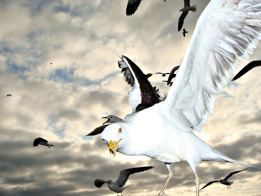 Seagull Photograph by Diogenes Araujo