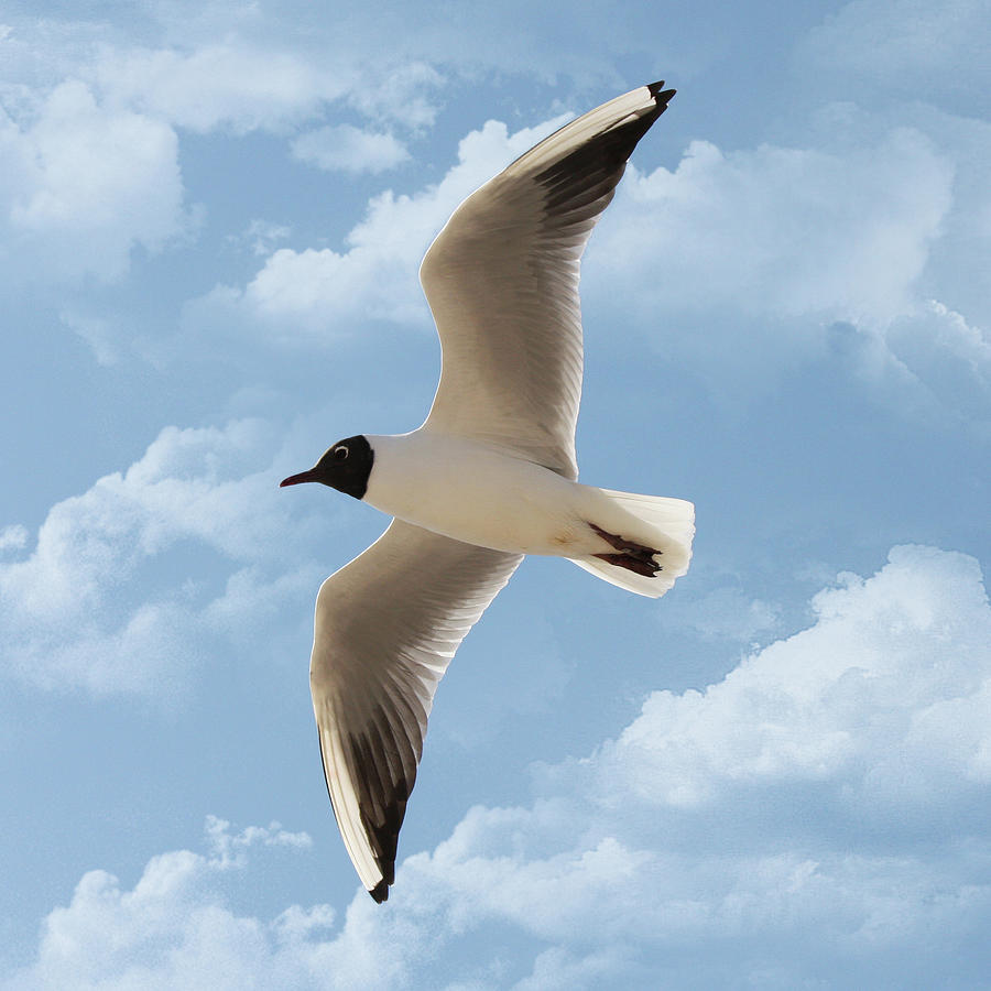 Seagull Flies Alone Under Blue Sky And Photograph by Margarete Nazarczuk