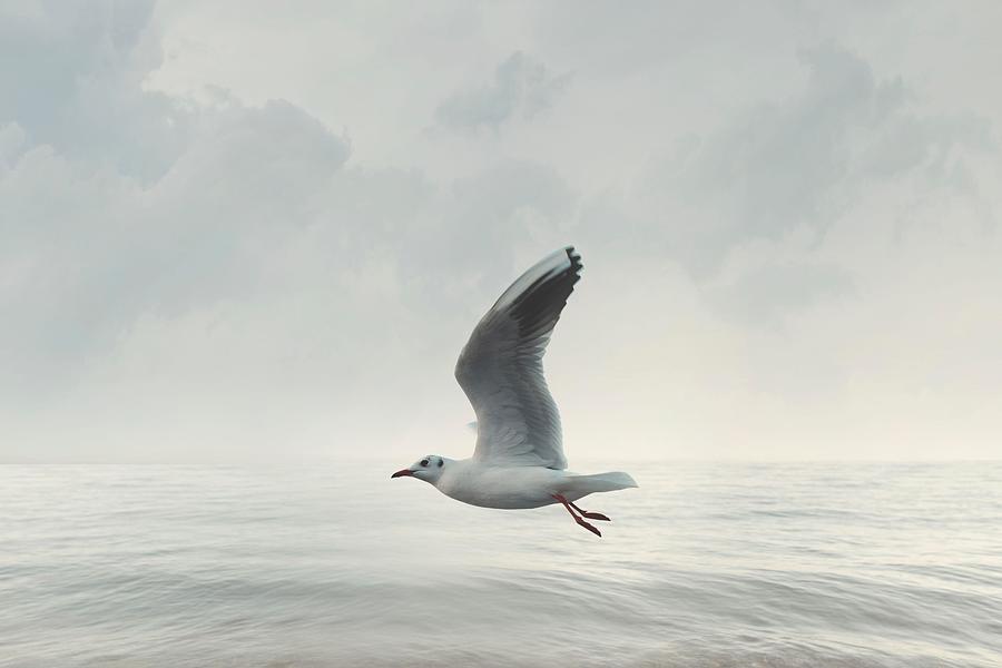 Nature Photograph - Seagull Flies Free In The Sky by Cristina Conti
