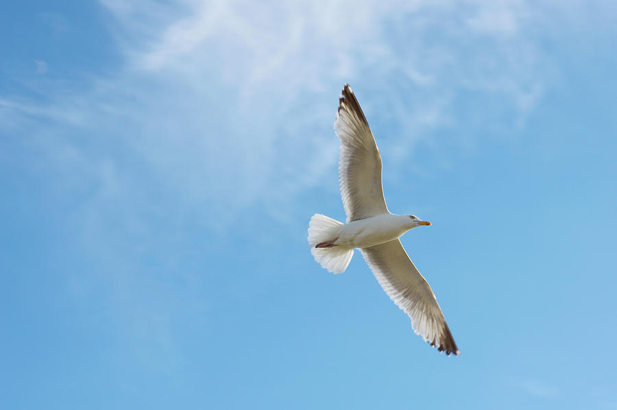 Nature Digital Art - Seagull Flying by 