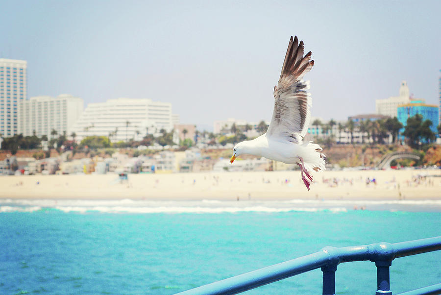 Seagull Flying Photograph by Libertad Leal Photography