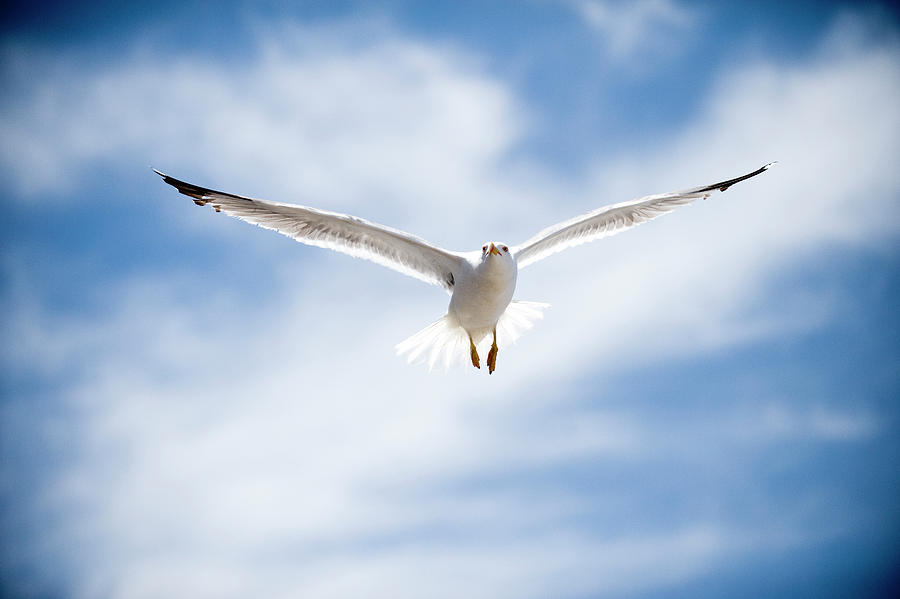 Seagull Flying, Morocco Photograph by Yusuke Okada/a.collectionrf