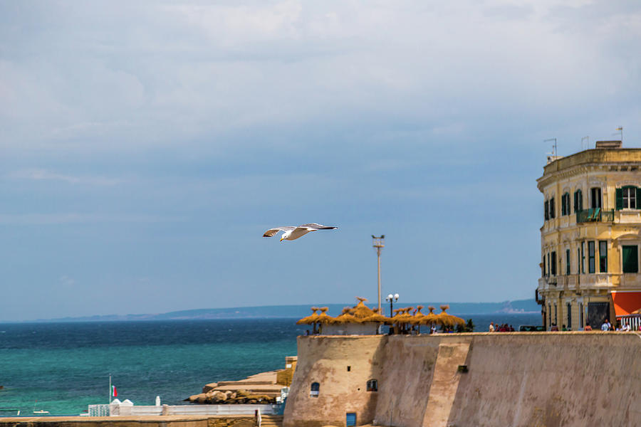 Seagull flying on bay of Gallipoli Photograph by Vivida Photo PC